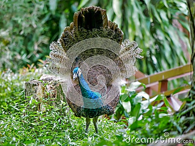 Peahen with a lacey fan like tail. Stock Photo