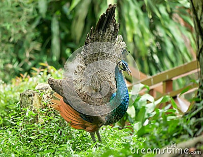 Peahen with a lacey fan like tail. Stock Photo