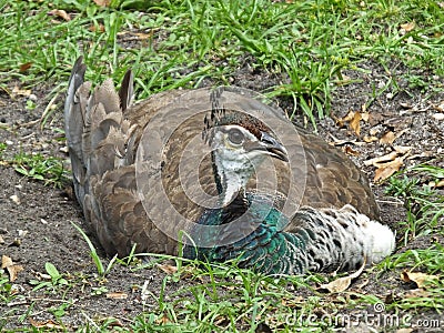 Peahen or Pavo cristatus Stock Photo