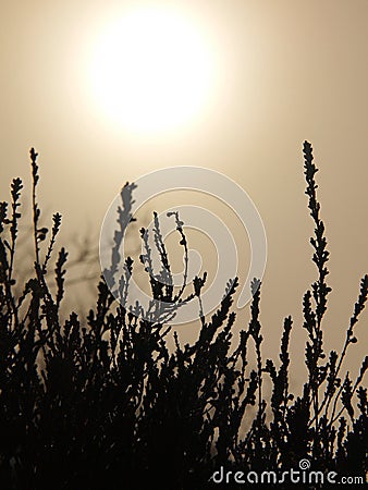 Peak of rock covered by bunch of broken dry herbs, fogy sky Stock Photo