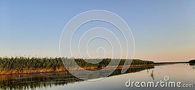 Peals. Reeds. Evening sunset on the river. The Volga river. Fishing Stock Photo