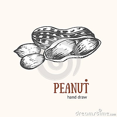 Peanut Card Hand Draw Sketch. Vector Vector Illustration