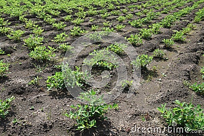Peanut cultivation Stock Photo