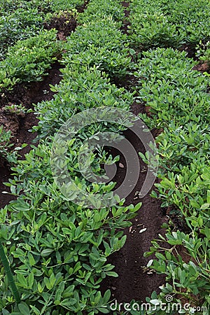 Peanut cultivation Stock Photo