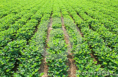 Peanut farm Stock Photo