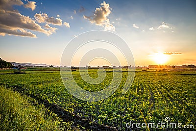 Peanut farm Stock Photo