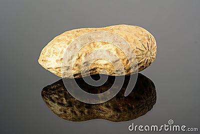Peanut on glossy grey surface with reflection. Ripe whole real peanut macro close-up, high resolution full depth of field Stock Photo