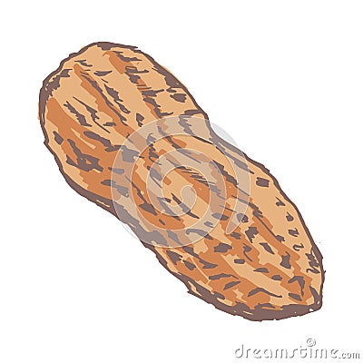 Peanut Vector Illustration