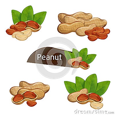 Peanut kernel in nutshell with leaves set Vector Illustration