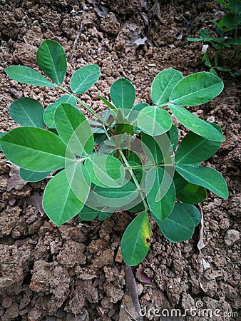 Peanut plants Stock Photo