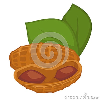 Peanut in shell and leaves isolated nut organic food Vector Illustration