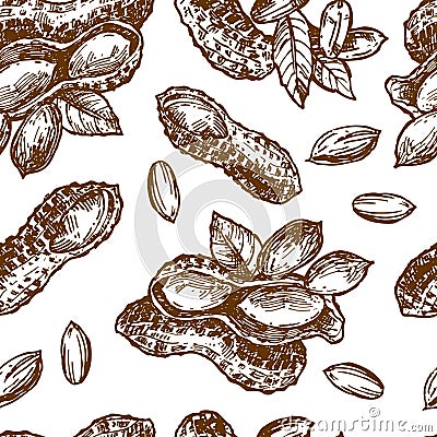 Peanut sketch illustration. Hand drawn beautiful set of groundnut. Vector Illustration