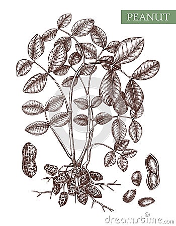 Peanut vector illustrations. Hand drawn plant with leaves, roots, nuts. Healthy food sketch. Organic vegetarian product. Perfect Vector Illustration