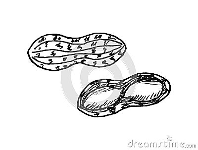 Peanuts, groundnut hand drawn illustration Vector Illustration