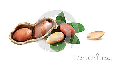 Peanuts in shell with open half, peeled kernels, leaves isolated on white background. Cartoon Illustration