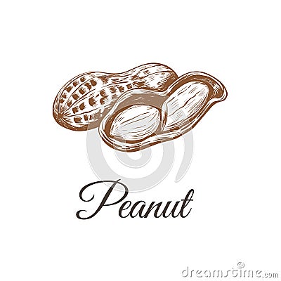 Peanuts sketch drawing. peanut Vector Illustration