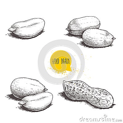 Peanuts sketch set. Hand drawn retro style vector illustrations of organic food. Seeds and shells. Single and group. Vintage engra Vector Illustration