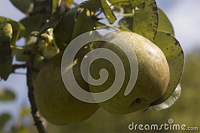 Pear Stock Photo