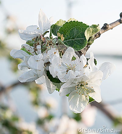 Pear bloom in spring Stock Photo