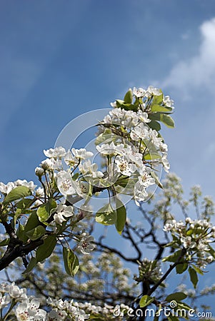 Pear blossoms Stock Photo