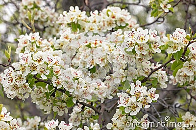 A pear branch profusely covered with flowers against a blurred background of garden greenery in early spring Stock Photo