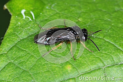 Pear and cherry slugs Caliroa cerasi is a f sawfly of the family Tenthredinidae. It is important pest of pear and Stock Photo