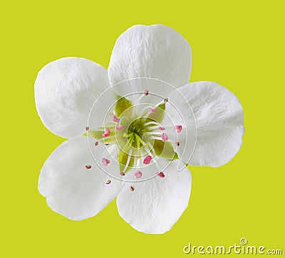Pear Flower Stock Photo