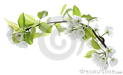 Pear Flower Stock Photo