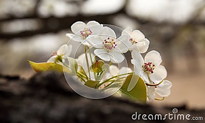 Pear flower in April Stock Photo