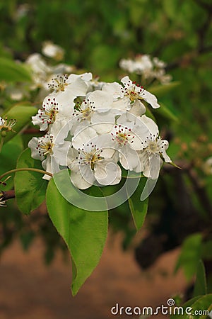 Pear flower Stock Photo