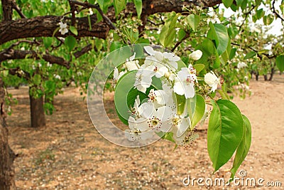 Pear flower Stock Photo