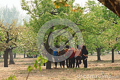 Pear flower festival Editorial Stock Photo