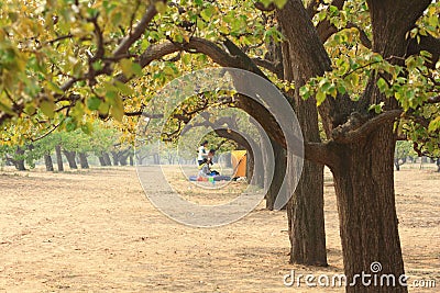 Pear flower festival Editorial Stock Photo