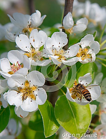 Pear flowers with bee fiori bianchi di pero con ape Stock Photo