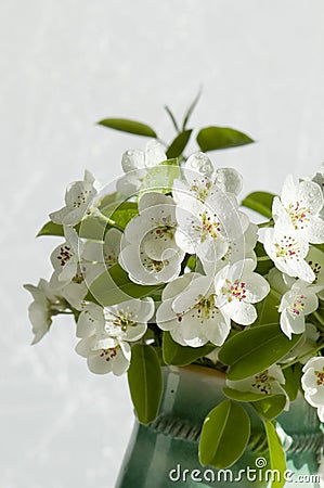 Pear flowers macro Stock Photo