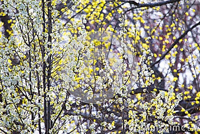 Pear flowers in spring Stock Photo