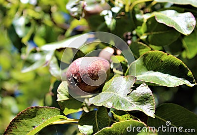 A pear fruit grows on a branch Stock Photo