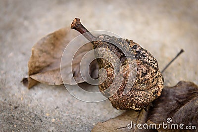Pear fruits infected by fungal disease monilia. Pear affected scab. Stock Photo