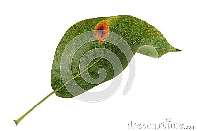 Pear rust Stock Photo