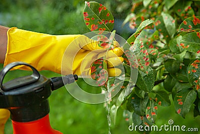 Pear leaves in red dot. Gardener sprinkles diseased tree leaves against the fungus and pests Stock Photo