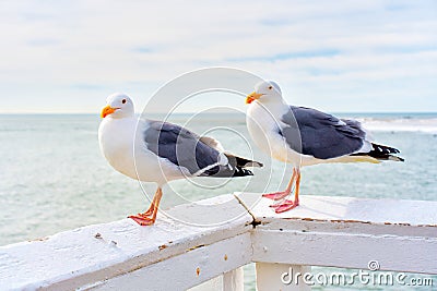 Pear of Seagulls Perched on Wooden Railings by the Ocean Stock Photo