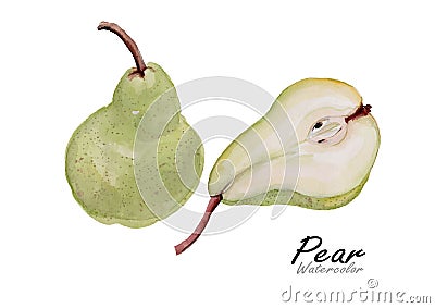 Pear set .Hand drawn watercolor painting on white background.Vector illustration Vector Illustration