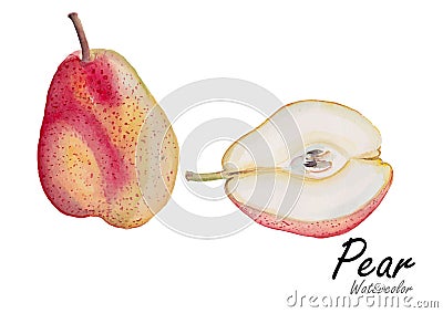 Pear set red .Hand drawn watercolor painting on white background.Vector illustration Vector Illustration