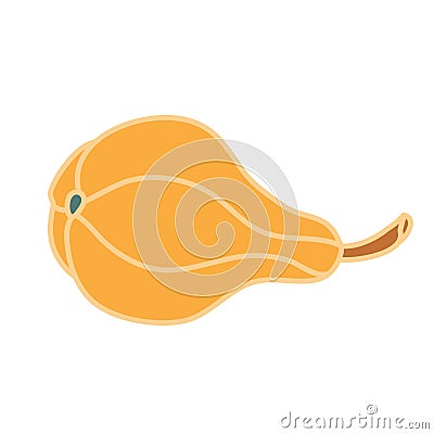 Pear shaped pumpkin with a long petiole. Vector Illustration