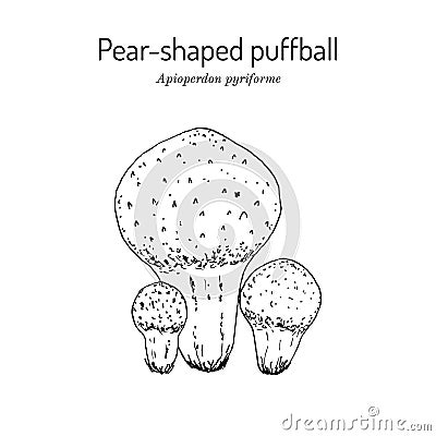 Pear-shaped or stump puffball Apioperdon pyriforme , edible mushroom Vector Illustration