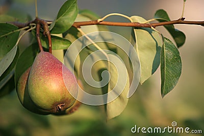 Pear on a tree Stock Photo