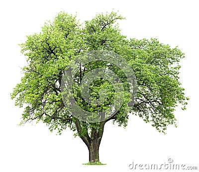 Pear Tree Stock Photo