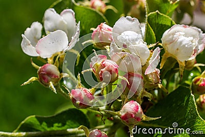 Pear tree, apple tree buds and open white flowers with pistil and stamens. Spring blooming branches in garden. Nature background Stock Photo