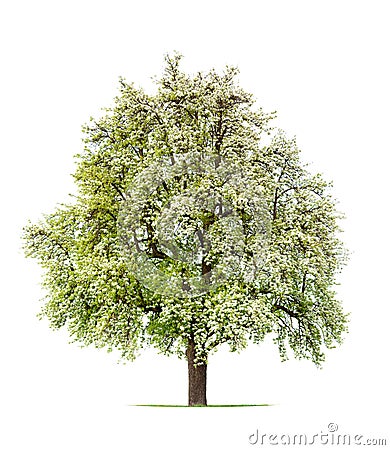 Pear tree in bloom Stock Photo