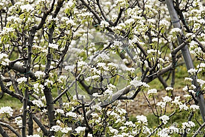 Pear tree in bloom Stock Photo